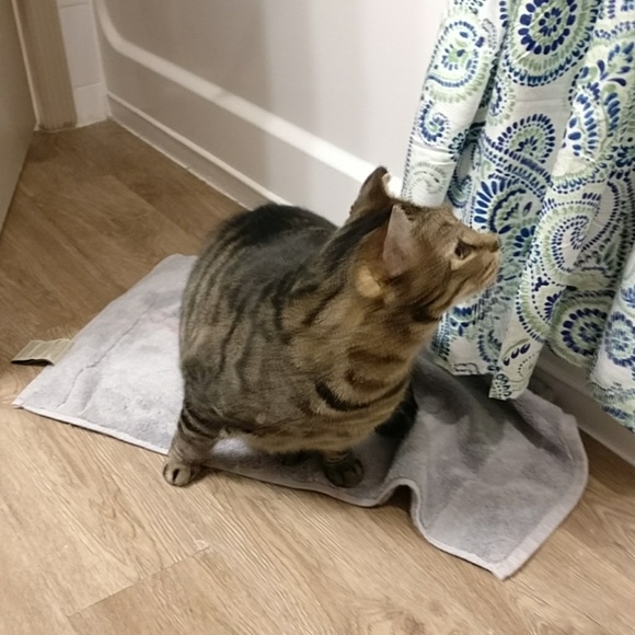 Joey says "Hi, Y'all! Welcome to our Clawzit!" - Picture 4 of 5